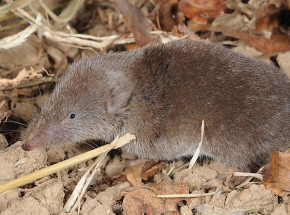 Odkryto 14 nowych gatunków ryjówek