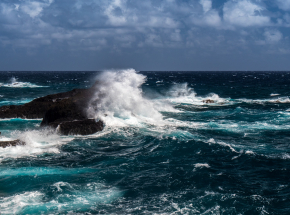 Ludzki hałas zagraża zwierzętom morskim