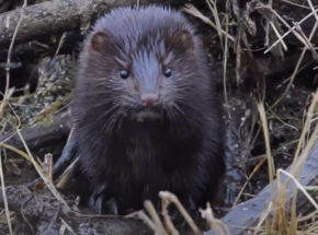 Norki będą dwa razy w roku badane na obecność wirusa SARS-CoV-2