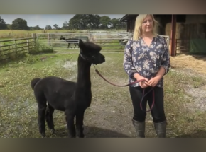 Wielka Brytania: opiekunka odmawia uśmiercenia potencjalnie chorej alpaki
