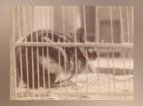 Indonezja: rolnik złapał najrzadszego zająca na świecie i próbował go sprzedać