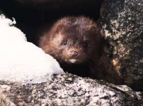 Pomorskie: trwa operacja, mająca na celu uśpienie 6000 norek