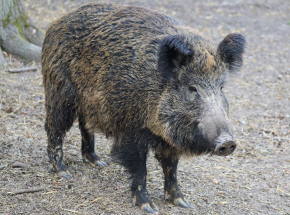 Berlin: test wykazał obecność ASF u martwego dzika