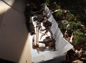 Kolumbia: odnaleziono masowy grób ze szczątkami 26 osób