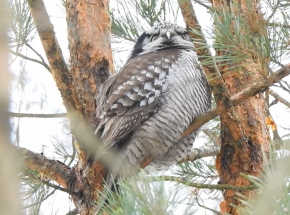 Sowa jarzębata zaobserwowana w Olsztynie 