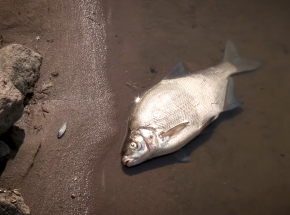 Wojewoda zachodniopomorski: warunki w Odrze ulegają poprawie. Najgorsza sytuacja w Szczecinie 