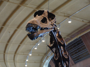 Grenlandia: odkryto nowy gatunek dinozaura