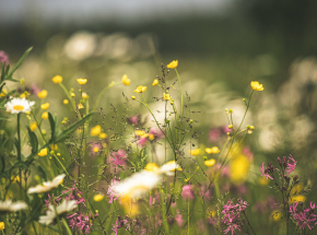 Wykosimy sobie bioróżnorodność? Znaczenie łąk kwietnych w miastach