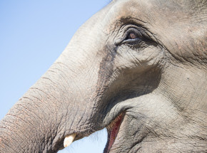 Triki stosowane przez słonie