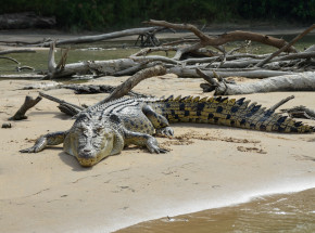 Sosnowiec: na jednej z posesji znaleziono 2 krokodyle