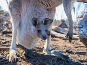 Niemcy: w ogrodzie zoologicznym lis zagryzł cztery kangury
