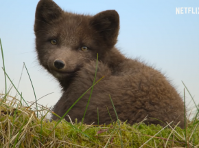 Netflixowy "Wild Babies" z pierwszym zwiastunem