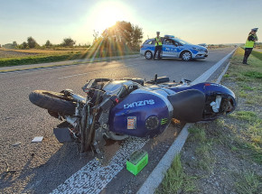 Łosie giną w wypadkach samochodowych