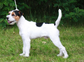 Francja: pies zgubił się na wakacjach i przebiegł 380 km do domu