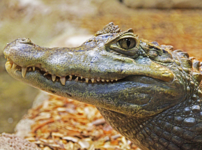 USA: mężczyzna, który zrobił sobie zdjęcie z aligatorem ma zostać oskarżony