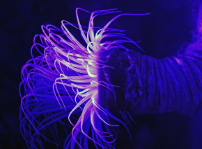 Morski robak-penis jest przodkiem pustelniczych zwierząt