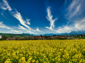 Naukowcy z MIT pracują nad metodą wytwarzania biopaliw z surowców niespożywczych