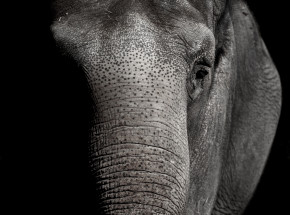 Kenia: w wyniku suszy zginęły setki zwierząt