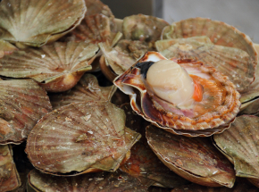 Filipiny: przejęto muszle małży warte ponad 3 miliony dolarów