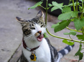 Bioinżynierowie stworzyli sztuczną kocimiętkę