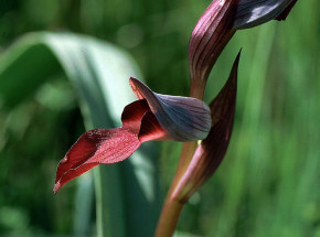 Korsyka: w bazie wojskowej odkryto największą populację rzadkiego gatunku orchidei