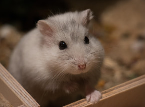 Wielka Brytania: zalecono, aby chorzy na małpią ospę unikali kontaktu ze zwierzętami domowymi