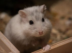 Rosja: zniesiono zakaz wwozu gryzoni oraz ssaków naczelnych