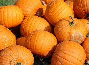 Teksas: odkryto w dyniach 20 kg metamfetaminy 