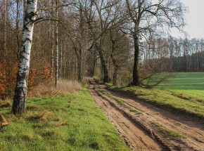 Mazowsze: 4-latek, którego zwłoki zakopano w lesie, prawdopodobnie przed śmiercią wpadł do wrzątku 
