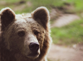 Niedźwiedź Baloo z poznańskiego zoo nie żyje