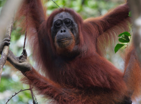 Ulewne deszcze zabijają jedne z najrzadszych małp świata. Orangutany z Sumatry na skraju zagłady