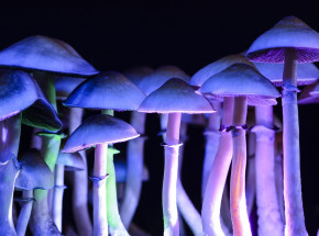 Psychodeliki: zagrożenie czy nadzieja?