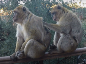 Niemcy: 24 makaki uciekły z zoo