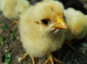 Niemcy: uchwalono ustawę o zakazie zabijania 1-dniowych piskląt