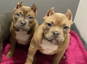 Walia: według dziennikarzy hodowcy nielegalnie kopiują psom uszy