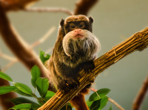 Dallas: mężczyzna aresztowany w związku z kradzieżą tamaryn wąsatych z zoo