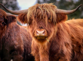 Kanada: zarejestrowano przypadek atypowej formy BSE