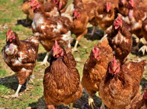 Rosja: pierwszy przypadek ptasiej grypy H5N8 u ludzi