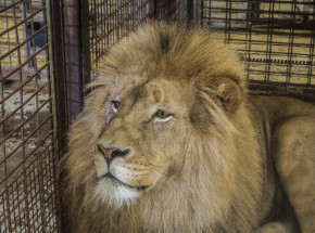 Australia: 5 lwów uciekło z wybiegu w ogrodzie zoologicznym