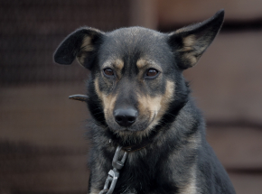 Wielkopolska: śledztwo w sprawie głodzenia zwierząt i aktów zoofilskich