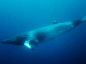 Londyn: uśpiono wieloryba, który utknął w Tamizie