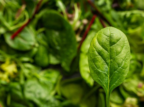 Naukowcy nauczyli szpinak wysyłać wiadomości e-mail