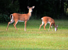 Kanada: pierwsze przypadki zakażenia wirusem SARS-CoV-2 u jeleniowatych