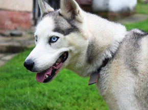 USA: noworodek został zabity przez psa