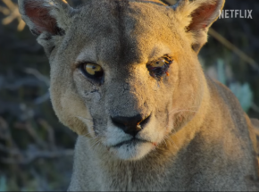 2. sezon „Naszej planety” z pełnym zwiastunem