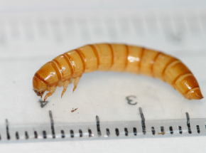 Rada UE wpisała larwy mącznika do katalogu produktów „nowej żywności”