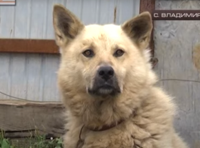 Zmarł pies Drużok, rosyjski symbol odwagi i poświęcenia