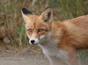 Wścieklizna w Polsce: zarejestrowano już 100 przypadków w 2021 roku