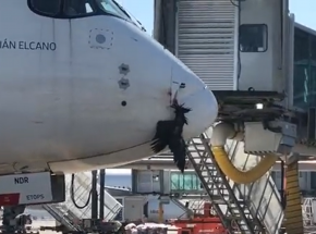 Madryt: lądowanie samolotu z martwym sępem w dziobie