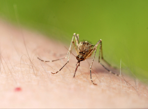 Oksford: szczepionka przeciwko malarii osiągnęła ponad 75% skuteczności